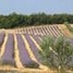 Une cuisine aux saveurs du sud de la France qui sent bon La Provence !!!
