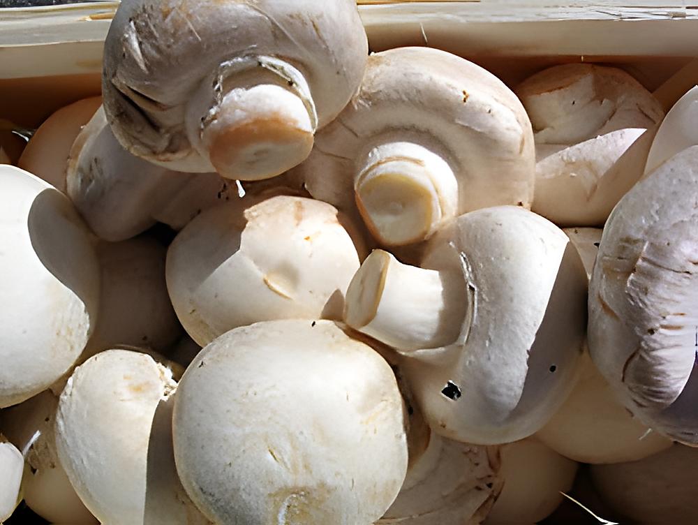 recette champignons rillettes