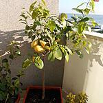 recette beurre chaud basilic citron