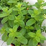 PESTO DE MENTHE