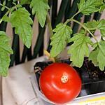 Les nombreux bienfaits de la tomate et surprise le deuxième jours des ..... à la fin
