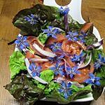 recette Salade de tomates aux fleurs de bourrache.