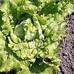 recette Les bienfaits de la salade
