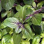 recette Le basilic (plante aromatique)