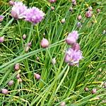 recette La ciboulette (plante aromatique)