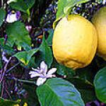 recette mousse au citron