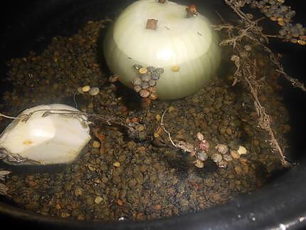 Petites côtes de cabri braisées aux lentilles 430