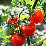 recette tarte à la tomate