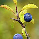coriandre : recette Liqueur de prunelles