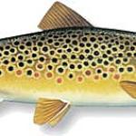 Poisson : recette 