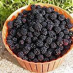 recette Pountari de mures