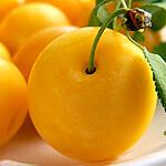 recette Tôt-fait à la mirabelle