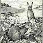 carottes : recette civet de liévre