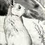 olives : recette Lapin aux olives