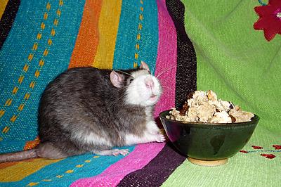 Blog de menthe-et-chocolat :Attrapez vos rêves !, Müsli (Birchermüsli)