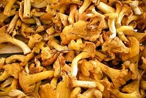 comment cuire girolles