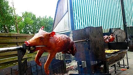 cochon1