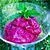 recette Sorbet aux fruits rouges