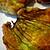 recette Beignets de Fleurs de Courgette