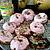 recette donuts