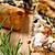 recette Quiche au mélange de champignons, lardons, boursin au lait ribot