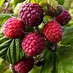 Framboises : recette FROZEN YOGOURT A LA FRAMBOISE