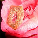 recette petit plaisir au coeur rouge