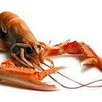 recette LANGOUSTINES CROUSTILLANTES AU BASILIC