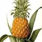 Ananas à la gousse de vanille