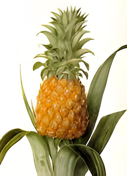 recette Ananas à la gousse de vanille