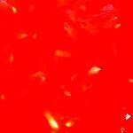 recette Sauce Tomate pour Pizza toute Simple