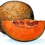 confitures : recette CONFITURE DE MELON A L'ORANGE