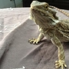 Dieualdo