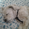 daisy2000