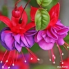 litampha