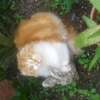 loubelle