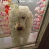 filou39