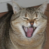 lili20