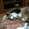 Chat2003