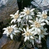 floare de colt