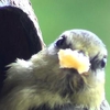 la mouche