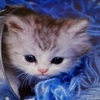 katouchka