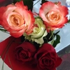 Gaby35