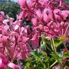 flormary