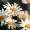 4fleur