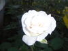 esor
