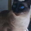 nilki