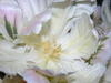 GOLINEA