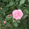 Armelle