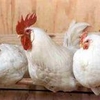 poulivoire